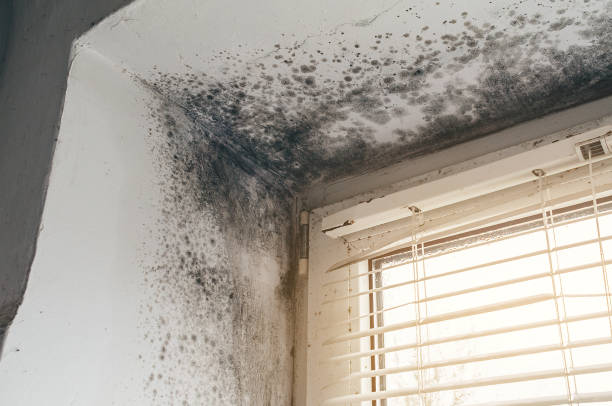 Affordable Basement Mold Remediation solutions in Catlett, VA