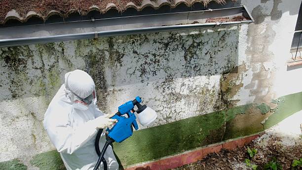 Top rated local Basement Mold Remediation specialists in Catlett, VA